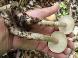 Melanoleuca cognata image