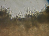 Flammulaster carpophilus var. subincarnatus image