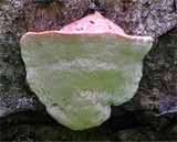 Leptoporus mollis image