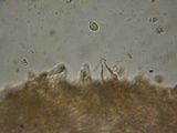 Flammulaster carpophilus var. subincarnatus image