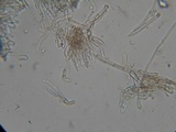 Flammulaster carpophilus var. subincarnatus image