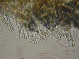 Flammulaster carpophilus var. subincarnatus image