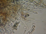 Flammulaster carpophilus var. subincarnatus image