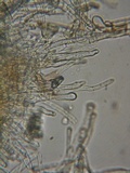 Flammulaster carpophilus var. subincarnatus image