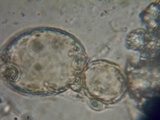 Flammulaster carpophilus var. subincarnatus image