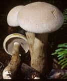 Tylopilus intermedius image