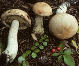 Leccinum areolatum image