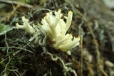 Clavulina coralloides image