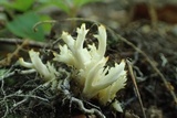 Clavulina coralloides image