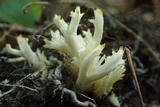 Clavulina coralloides image