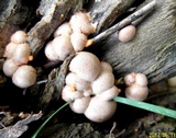 Lycogala epidendrum image