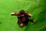 Galiella rufa image