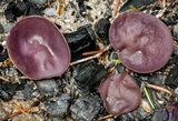 Peziza praetervisa image