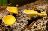 Capitotricha bicolor image