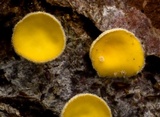 Capitotricha bicolor image