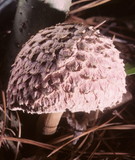 Boletellus ananas image