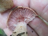 Lactarius subpurpureus image
