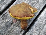 Boletus subtomentosus image