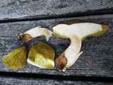 Boletus subtomentosus image