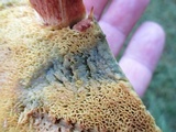 Boletus subtomentosus image