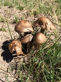 Panaeolus cinctulus image