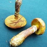 Suillus grevillei image