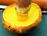 Suillus grevillei image