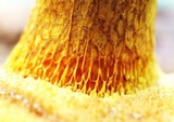 Suillus grevillei image