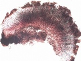 Sarcogyne fallax image