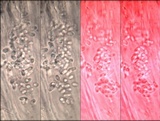 Sarcogyne fallax image