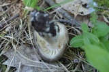 Megacollybia rodmanii image
