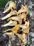 Cantharellus lateritius image