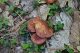 Tricholomopsis rutilans image