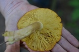 Tricholomopsis rutilans image