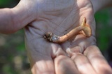 Lactarius oculatus image