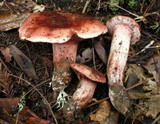 Hygrophorus russula image