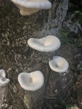 Lentinus scleropus image