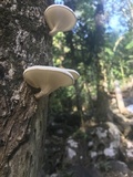 Lentinus scleropus image