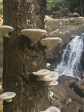 Lentinus scleropus image