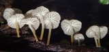 Pseudohiatula irrorata image