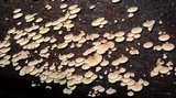 Panellus pusillus image
