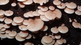 Panellus pusillus image