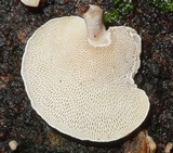 Panellus pusillus image