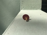Hygrocybe occidentalis image