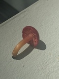 Hygrocybe occidentalis image