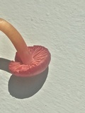 Hygrocybe occidentalis image