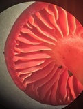 Hygrocybe occidentalis image