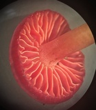 Hygrocybe occidentalis image