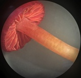 Hygrocybe occidentalis image