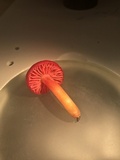 Hygrocybe occidentalis image
